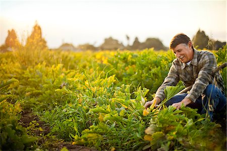 Farmer harvesting vegetables in a field of crops. Stock Photo - Premium Royalty-Free, Code: 6128-08781035