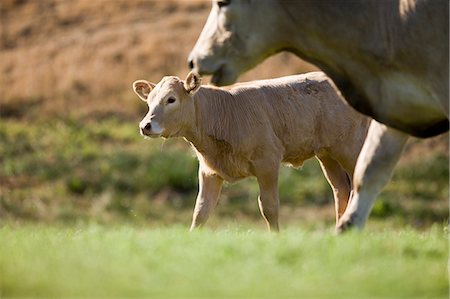 simsearch:400-04465909,k - Young calf walking alongside its mother in a green paddock. Stockbilder - Premium RF Lizenzfrei, Bildnummer: 6128-08798747