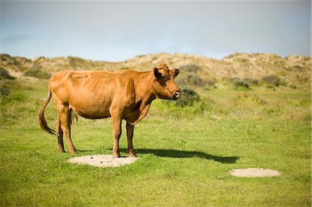 simsearch:6109-08701462,k - Jersey cow on a farm. Stockbilder - Premium RF Lizenzfrei, Bildnummer: 6128-08798752