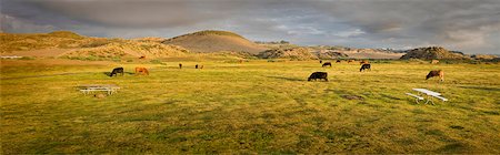 simsearch:6109-08701466,k - Cows grazing in a field Stock Photo - Premium Royalty-Free, Code: 6128-08798771