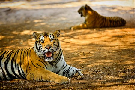 simsearch:6128-08798764,k - Two tigers resting in the shade. Stock Photo - Premium Royalty-Free, Code: 6128-08799037