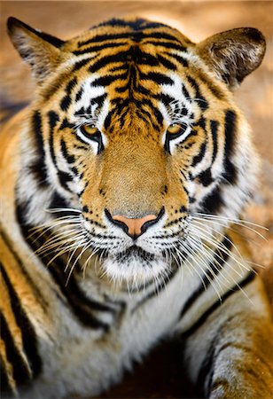 Close up view of a grumpy looking tiger. Photographie de stock - Premium Libres de Droits, Code: 6128-08799036