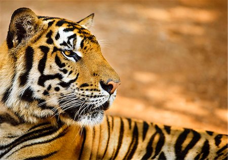 Close up view of a tiger. Stock Photo - Premium Royalty-Free, Code: 6128-08799039