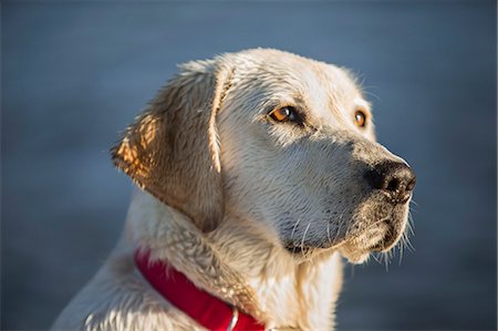 dog collar - Golden labrador at beach. Stock Photo - Premium Royalty-Free, Code: 6128-08728442