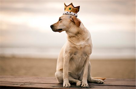 simsearch:6111-06838292,k - Portrait of golden Labrador wearing crown while sitting on wooden table at the beach. Foto de stock - Sin royalties Premium, Código: 6128-08737585