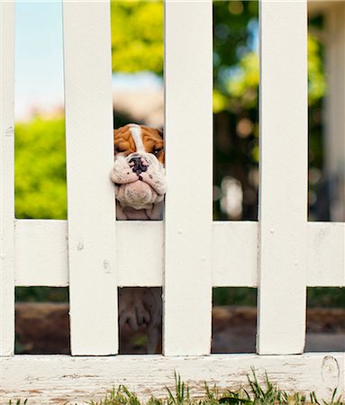 Dog looking through a white picket fence. Foto de stock - Sin royalties Premium, Código: 6128-08737819