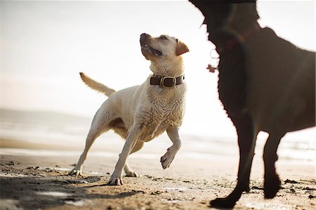 running on beach with dog - Dogs playing on a beach. Stock Photo - Premium Royalty-Free, Code: 6128-08738075