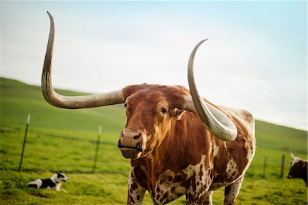 Bull with large horns in a fenced paddock on a farm. Photographie de stock - Premium Libres de Droits, Code: 6128-08738335