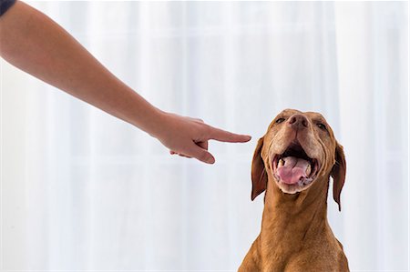 simsearch:6128-08747680,k - Arm pointing at dog in front of white curtains. Foto de stock - Sin royalties Premium, Código: 6128-08738570