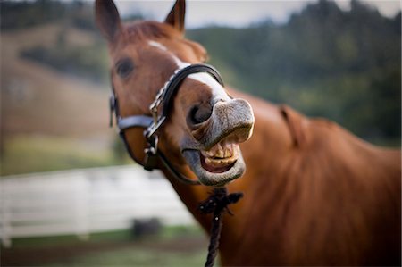simsearch:6128-08840957,k - Portrait of a brown horse showing it's teeth. Fotografie stock - Premium Royalty-Free, Codice: 6128-08840947