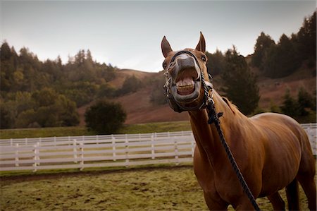 simsearch:6128-08840957,k - Portrait of a brown horse showing it's teeth while standing in a fenced paddock. Stock Photo - Premium Royalty-Free, Code: 6128-08840952