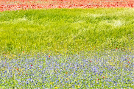 simsearch:6129-09057560,k - Europe,Italy,Umbria,Perugia district, flowering of Castelluccio of Norcia Photographie de stock - Premium Libres de Droits, Code: 6129-09044068