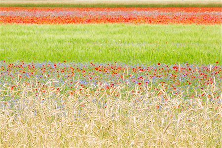 simsearch:6129-09057560,k - Europe,Italy,Umbria,Perugia district, flowering of Castelluccio of Norcia Photographie de stock - Premium Libres de Droits, Code: 6129-09044069