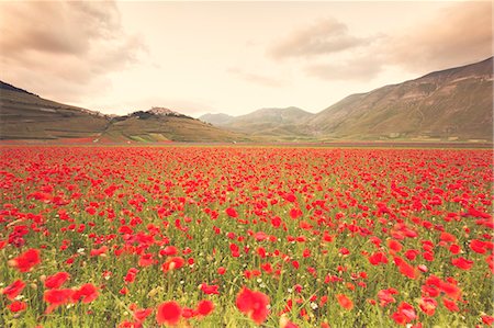 simsearch:879-09043185,k - Europe, Italy, Umbria, Perugia district,Castelluccio of Norcia Foto de stock - Sin royalties Premium, Código: 6129-09044071