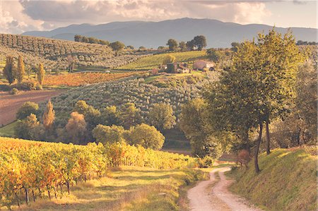 simsearch:6129-09044093,k - Europe,Italy,Umbria,Perugia district,Montefalco. Vineyards in autumn Photographie de stock - Premium Libres de Droits, Code: 6129-09044088