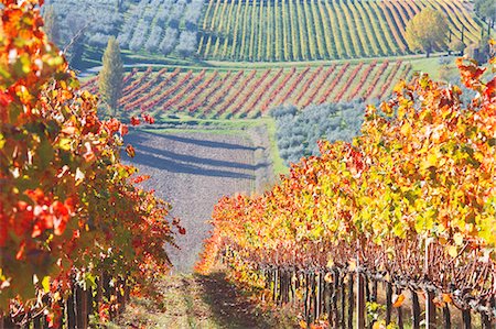 simsearch:6129-09087059,k - Europe,Italy,Umbria,Perugia district,Montefalco. Vineyards in autumn Stock Photo - Premium Royalty-Free, Code: 6129-09044094