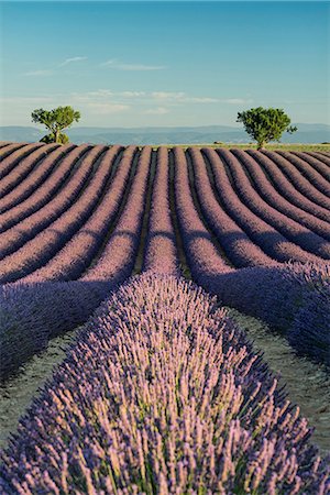 provence lavender - Provence, Southern France, France. Lavander field Stock Photo - Premium Royalty-Free, Code: 6129-09044156