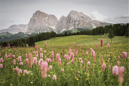 simsearch:6129-09086908,k - Alpe di Siusi/Seiser Alm, Dolomites, South Tyrol, Italy. Photographie de stock - Premium Libres de Droits, Code: 6129-09044172