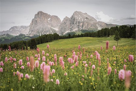 plattkofel - Alpe di Siusi/Seiser Alm, Dolomites, South Tyrol, Italy. Stockbilder - Premium RF Lizenzfrei, Bildnummer: 6129-09044172