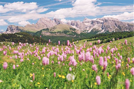 plattkofel - Alpe di Siusi/Seiser Alm, Dolomites, South Tyrol, Italy. Stockbilder - Premium RF Lizenzfrei, Bildnummer: 6129-09044174