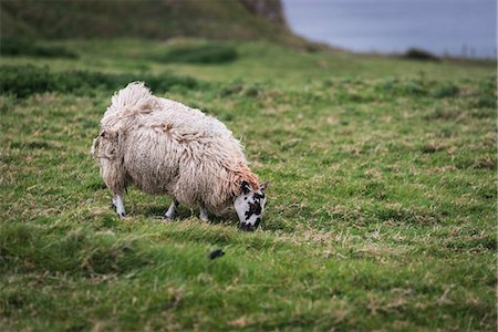 simsearch:6129-09044186,k - A sheep grazing on the hill. , Northern Ireland, County Antrim, Bushmills, United Kingdom. Foto de stock - Sin royalties Premium, Código: 6129-09044185