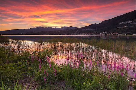 Lythrum Salicaria at Sunset, lake Pusiano, Como and Lecco province, Brianza, Lombardy, Italy, Europe Stockbilder - Premium RF Lizenzfrei, Bildnummer: 6129-09044125