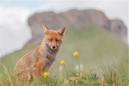 red fox - Sentiero Viel dal Pan, Canazei, Trento, Trentino - Alto Adige, Italy, Europe Stock Photo - Premium Royalty-Free, Code: 6129-09044244