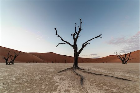 dead vlei - trees of Namibia,namib-naukluft national park, Namibia, africa Photographie de stock - Premium Libres de Droits, Code: 6129-09044254