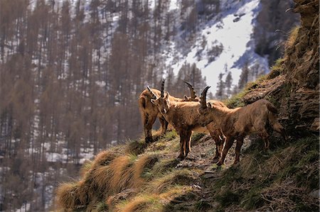 Ibex in Chianale valley, Pontechianale village, Cuneo district, Piedmont, Italy Stock Photo - Premium Royalty-Free, Code: 6129-09044378