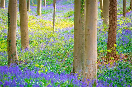flowers in landscape not edited - Hallerbos, beech forest in Belgium full of blue bells flowers. Stock Photo - Premium Royalty-Free, Code: 6129-09044320