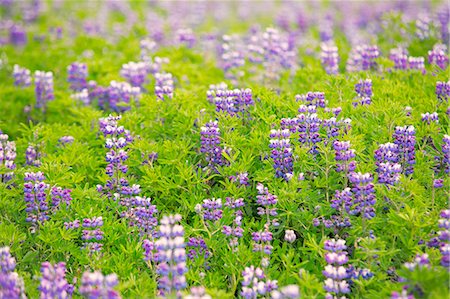 Lupine plants alongside the ring road, Iceland Foto de stock - Royalty Free Premium, Número: 6129-09044416