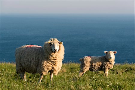 simsearch:6129-09044186,k - Portmagee, County Kerry, Munster province, Ireland, Europe. Two sheeps grazing on the hill with the atlantic ocean in the background. Foto de stock - Sin royalties Premium, Código: 6129-09044517