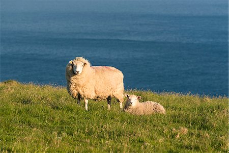 simsearch:6129-09057790,k - Portmagee, County Kerry, Munster province, Ireland, Europe. Two sheeps grazing on the hill with the atlantic ocean in the background. Foto de stock - Sin royalties Premium, Código: 6129-09044523