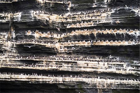 doolin - Cliffs of Moher, Doolin, County Clare, Munster province, Ireland, Europe. Sea birds lined up on the cliff. Foto de stock - Royalty Free Premium, Número: 6129-09044524