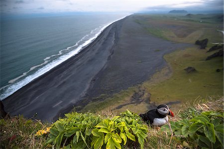 Dyrholaey, Vik i Myrdal, Southern Iceland. Puffins on top of the cliff. Stock Photo - Premium Royalty-Free, Code: 6129-09044525