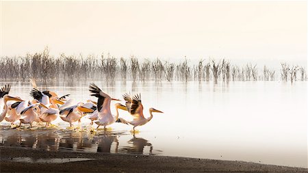 Pelicans in Lake Nakuru, Rift Valley Photographie de stock - Premium Libres de Droits, Code: 6129-09044650