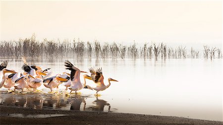 Pelicans in Lake Nakuru, Rift Valley Stock Photo - Premium Royalty-Free, Code: 6129-09044650