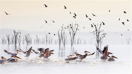 Pelicans in Lake Nakuru, Rift Valley Foto de stock - Sin royalties Premium, Código: 6129-09044651