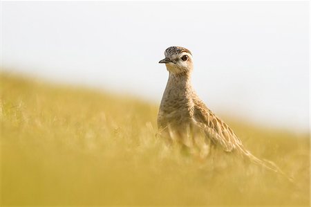 pluvier - Trentino Alto Adige, Italy. Eurasian dotterel Photographie de stock - Premium Libres de Droits, Code: 6129-09044683