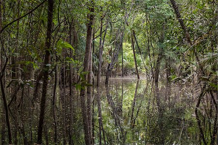 reflection not people - The flooded forest of the Rio negro Basin depicted in early August when the water level is still high and floods large area of the primary forest. Amazonas; Amazonia; Manaus; Brazil. Stock Photo - Premium Royalty-Free, Code: 6129-09044604