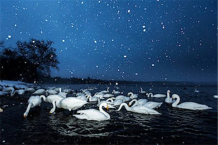 Whooper swans in Lake Kussharo, Hokkaido, Japan Photographie de stock - Premium Libres de Droits, Code: 6129-09044631