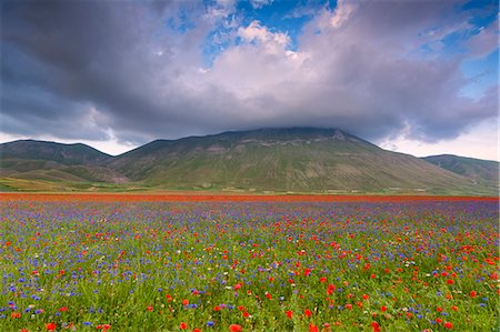 Europe,Italy, Umbria, Perugia district, Castelluccio of Norcia Photographie de stock - Premium Libres de Droits, Code: 6129-09044761