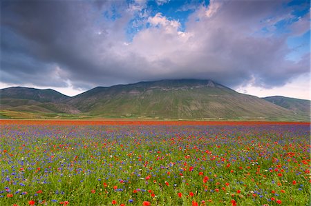 Europe,Italy, Umbria, Perugia district, Castelluccio of Norcia Foto de stock - Sin royalties Premium, Código: 6129-09044761