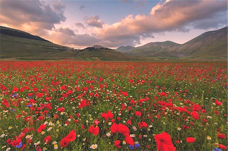 Castelluccio di Norcia, Umbria district, Italy, Europe. Photographie de stock - Premium Libres de Droits, Code: 6129-09044776
