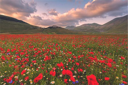 sunset, flowers - Castelluccio di Norcia, Umbria district, Italy, Europe. Foto de stock - Sin royalties Premium, Código: 6129-09044776