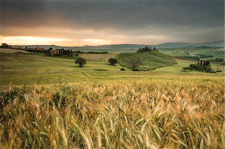 simsearch:6119-09182788,k - Sunrise on the fields of ears of corn and the gentle green hills of Val d'Orcia province of Siena Tuscany Italy Europe Foto de stock - Sin royalties Premium, Código: 6129-09044868