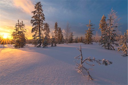 The lights of the arctic sunset illuminate the snowy woods Vennivaara Rovaniemi Lapland region Finland Europe Stock Photo - Premium Royalty-Free, Code: 6129-09044895