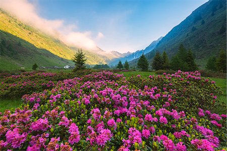 europe mountain - rhododendrons Bloomings in Val Grande, Vezza d'Oglio, Stelvio National park, Brescia province, Lombardy district,Italy, Europe. Stock Photo - Premium Royalty-Free, Code: 6129-09044808