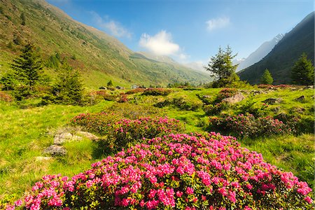 stelvio - rhododendrons Bloomings in Val Grande, Vezza d'Oglio, Stelvio National park, Brescia province, Lombardy district,Italy, Europe. Stock Photo - Premium Royalty-Free, Code: 6129-09044809