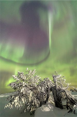 simsearch:6129-09044900,k - Northern lights and starry sky on the snowy landscape and the frozen trees Levi Sirkka Kittilä Lapland region Finland Europe Foto de stock - Sin royalties Premium, Código: 6129-09044901